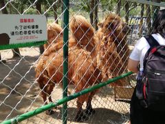 -大连铭湖国际观光牧场