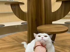 -飞行喵MR PILOT|猫舍·猫咖(静安大融城店)