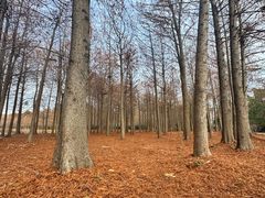 -上海海湾国家森林公园