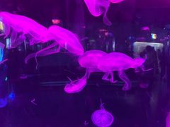 -苏州海洋馆