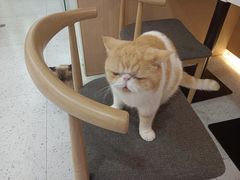 -喵园·猫主题咖啡厅·撸猫·猫咖(国贸店)