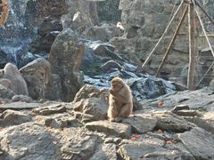 -合肥野生动物园