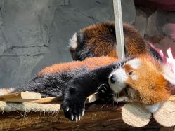 -Zoolung Zoolung动物主题公园(海信广场店)