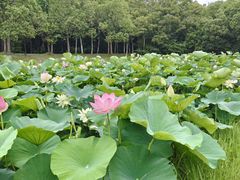 -上海海湾国家森林公园