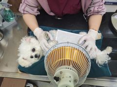 -瑞鹏宠物医院·宠保定点·心脏科·内科(御桥分院)