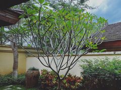 -西双版纳安纳塔拉度假酒店