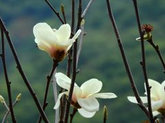 -桃花涧