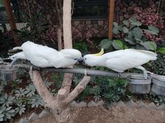 -南宫五洲植物乐园