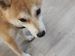 -柴迷FANS CLUB·柴犬狗咖·猫咖