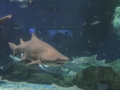 -海合安成都极地海洋公园
