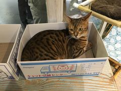 猫咪-小时光咖啡馆(开森度假森林店)
