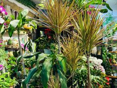 -溪岸路花鸟市场