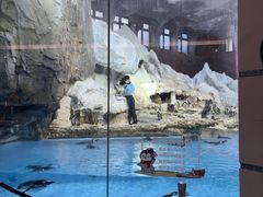 -帝企鹅自助餐厅•儿童岛•真企鹅(长隆企鹅酒店)