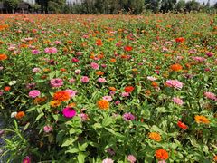 -田园东方蜜桃村的田野营地