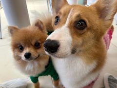 -怪兽屋·羊驼·猫咖·狗咖(俊华广场店)