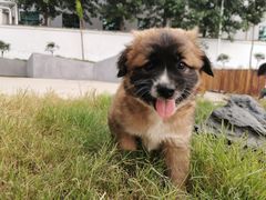 -醍茉甜点