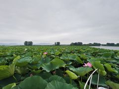 -滕州微山湖红荷湿地景区