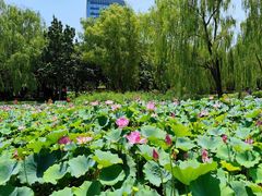 -莲花池公园