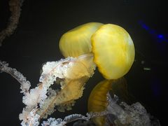 -欢乐海岸海洋奇梦馆