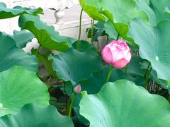 -莲花池公园
