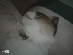 -宠颐生汉谟拉比宠物医院