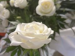 -Libra Flora花店(骆岗中央公园店)