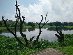 -鹤之洲湿地公园