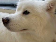 -怪兽屋·羊驼·猫咖·狗咖(俊华广场店)