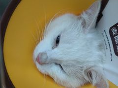 -创凡宠物医院·骨专科  猫科中心(西乡分院)