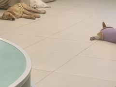 -怪兽屋·羊驼·猫咖·狗咖(俊华广场店)