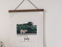 -猫里有甜