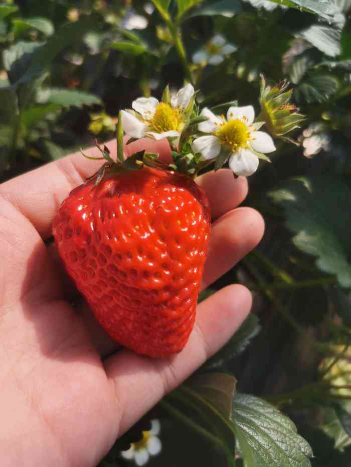 丁丁草莓园-"以前总是去丁丁草莓园采摘91!老客户啦 .