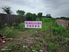 -南汇新场正宗水蜜桃采摘