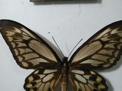 -上海昆虫博物馆