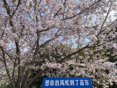 -高东镇樱花园