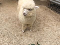 -费瑟代尔野生动物园