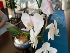 -李沧绿城喜来登酒店大堂吧