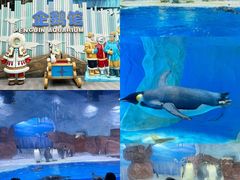 -海合安成都极地海洋公园