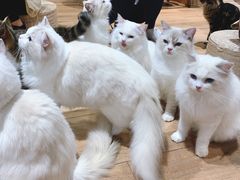 -瞄一喵猫咖(格力海岸店)