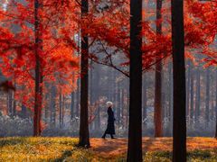 -黄海国家森林公园