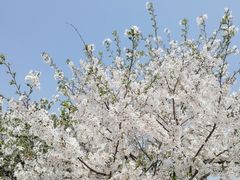 -南汇桃花村