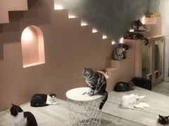 -猫儿山۰猫主题餐厅