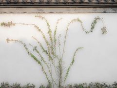 -青果巷历史文化街区