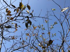 -梧桐山风景名胜区