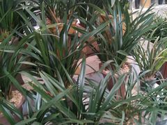 -秦美花卉(天朗·莱茵小城2期店)