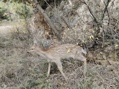 -大连森林动物园