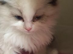 -荣耀金沙动物医院(清江西路店)