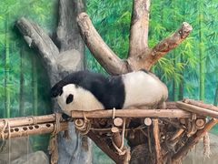 -灵玲国际马戏城