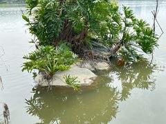 -海珠湖公园