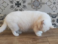 -猫小主咖啡·猫咖cat cafe(福田店)